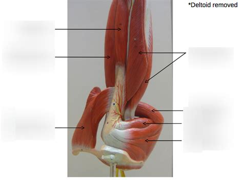 Lab Week 8 Upper Extremity Diagram Quizlet