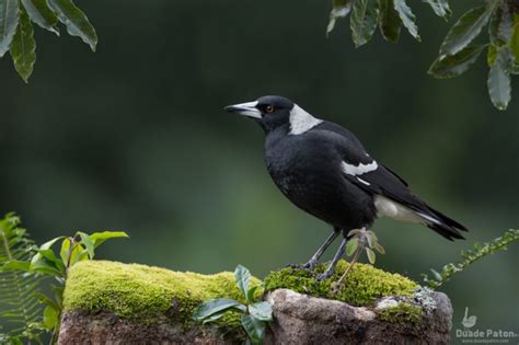 Magpies: Unveiling the Fascinating World of These Intelligent Birds | NewsTrack English 1