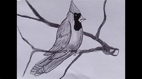 How To Draw Cardinal Bird Pencil Drawing