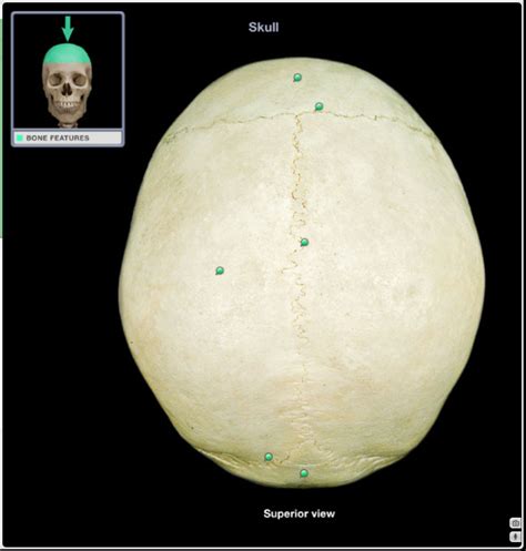 Skull Superior View Diagram Quizlet