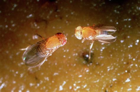 Macro Photo Of Normal Mutant Fruit Fly Photograph By Dr Jeremy