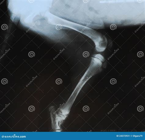 X Ray Fracture In The Tibia Of A Puppy Stock Image Image 24372931