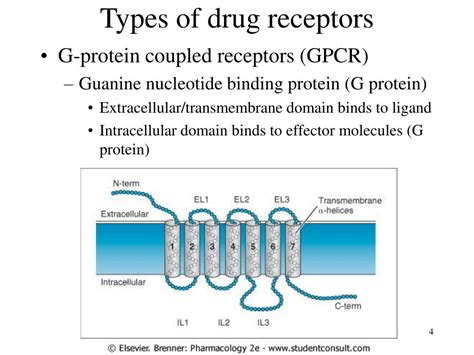 Ppt Pharmacodynamics Powerpoint Presentation Free Download Id6710221