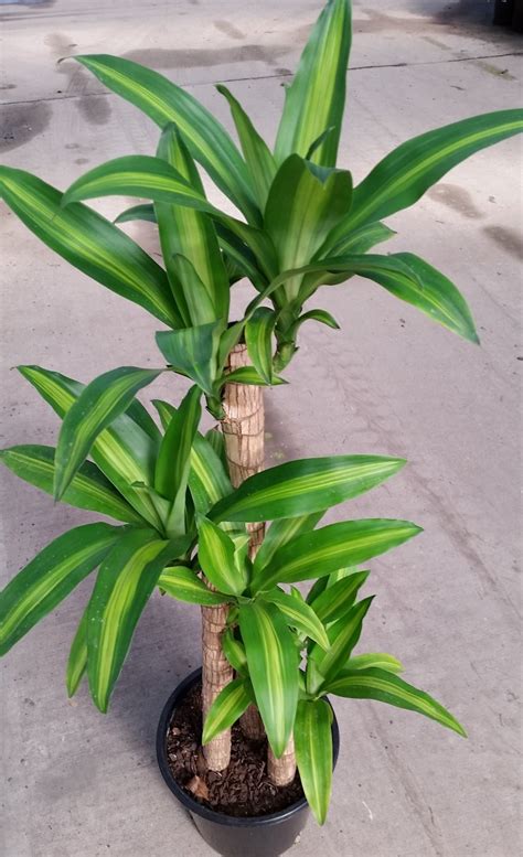 Dracaena fragrans | Wholesale Nursery - Nurseries in Melbourne, Sydney ...