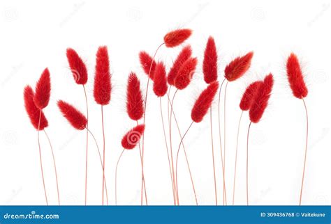 Red Fluffy Bunny Tails Grass Isolated On White Background Stock Photo