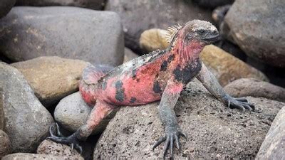 Pesona Unik Alam Dengan Keindahan Iguana Merah Muda Beachy Iguana