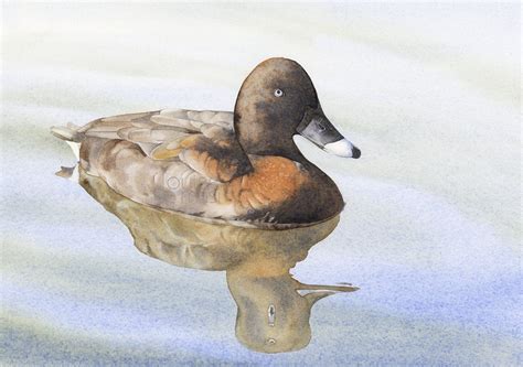 Duck On Water — Louise De Masi Watercolour Artist