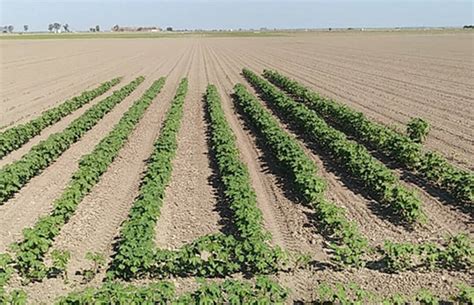 Sin Agua Para El Riego Y Sin Ayudas Por La Sequ A Los Agricultores De