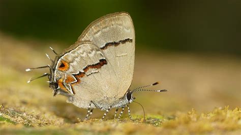 Calycopis Centoripa 1 PE San Martin Tarapoto Tunne Flickr