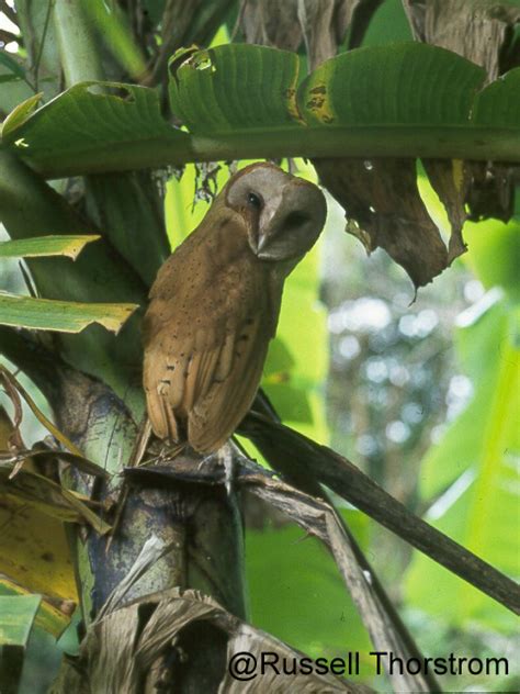 Madagascar Red Owl (Tyto soumagnei) back by Russell Thorstrom - The Owl ...