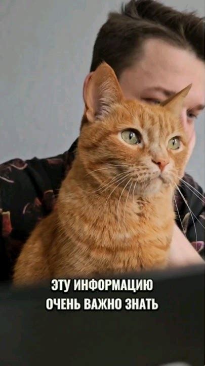 Штраф за косточку: В Самаре запретили кормить бездомных животных # ...