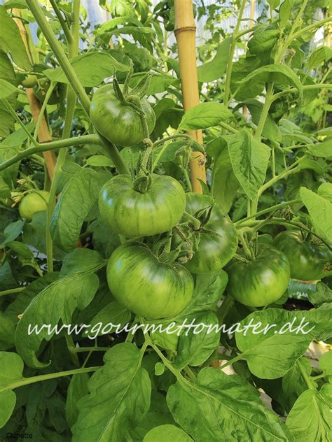 Mikado Black - GourmetTomater