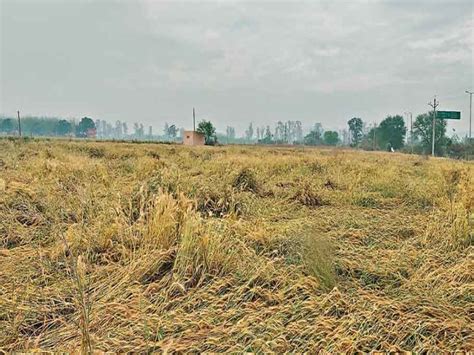 बारिश से बढ़ी ठंडक गेहूं की फसल को नुकसान की आशंकाआज भी हो सकती है