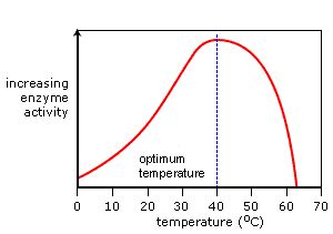 Rate Of Enzyme Activity Graph