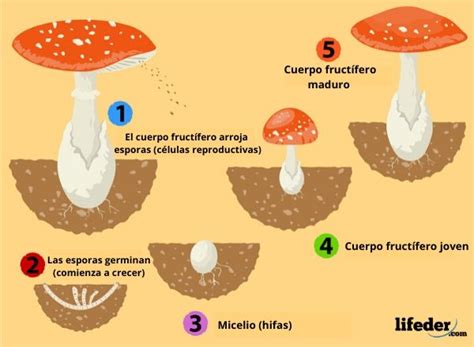 Reproducci N De Los Hongos Sexual Asexual Y Parasexual