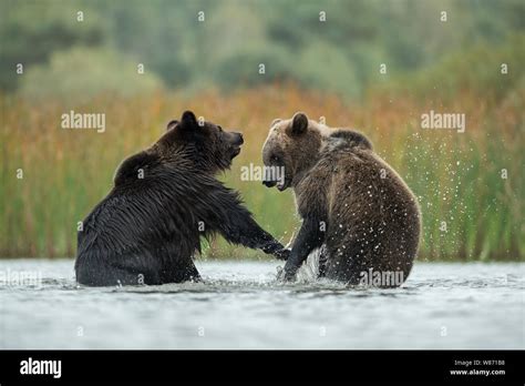 Eurasian Brown Bears Ursus Arctos Fighting Struggling In Fight