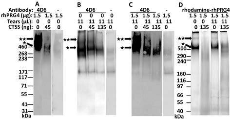 Figure 3 From Degradation Of Proteoglycan 4 Lubricin By Cathepsin S