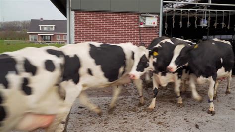 De Koeien Naar Buiten Koeien Buiten De Boerderij