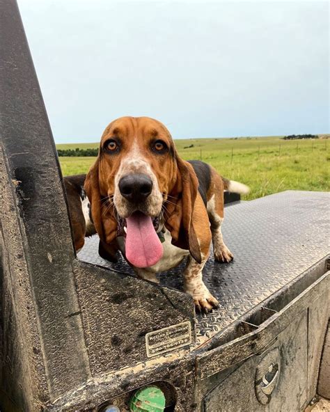 15 Fascinating Basset Hound Facts That Youll Love To Know