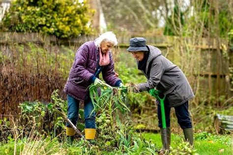 How Older Adults Can Benefit From Gardening