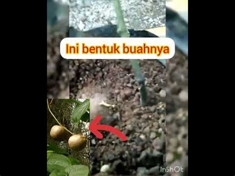 Buah Jebubug Kentang Gantung Pasar Papringan Ngadiprono Kedu