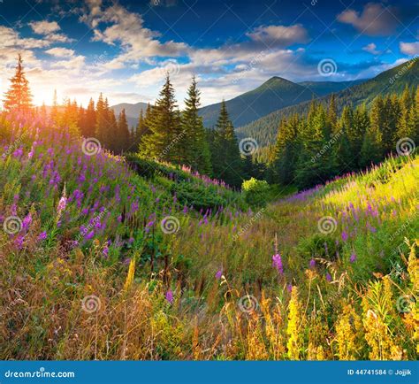 Beautiful Autumn Landscape in the Mountains with Pink Flowers. S Stock ...