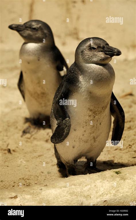 Little Blue Fairy Penguin Hi Res Stock Photography And Images Alamy