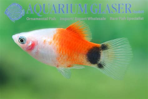 Xiphophorus Maculatus Platy Mickey Mouse White Red Tail Aquarium