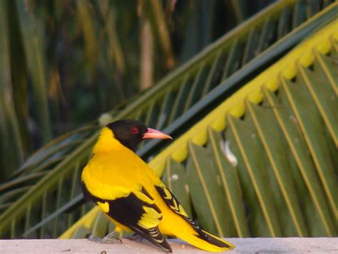 Black Hooded Oriole Oriolus Xanthornus Nabarun Sadhya Flickr