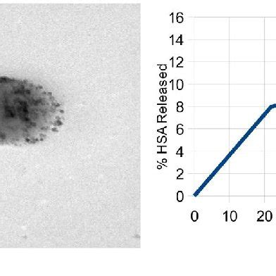 Tem Images Of Hsa Spions Loaded Plga Nanoparticles With Sonication Step