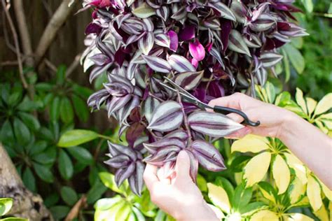 How To Propagate Inch Plants Wandering Jew Easily At Home