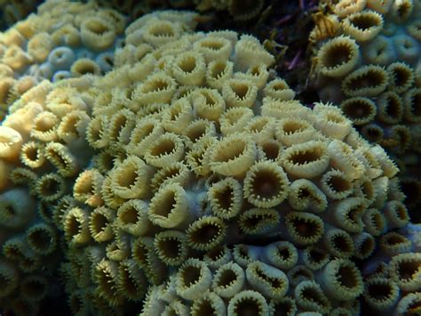 Identification Corail Caraibes