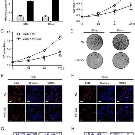 Mir E Represses Proliferation And Colony Formation Of Siha And Caski