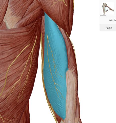 Appendicular Muscles Pictures Flashcards Quizlet