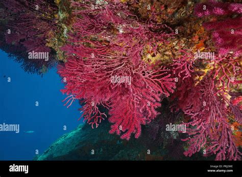 Gorgonian Soft Coral Gorgonacea Hi Res Stock Photography And Images Alamy