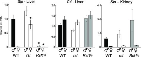 Rsl1 Affects Sex And Tissue Specific Expression Of Slp Slp And C4 Rnas