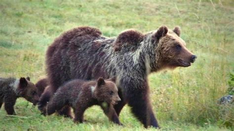 Uccisa Lorsa Amarena Simbolo Del Parco Nazionale D Abruzzo