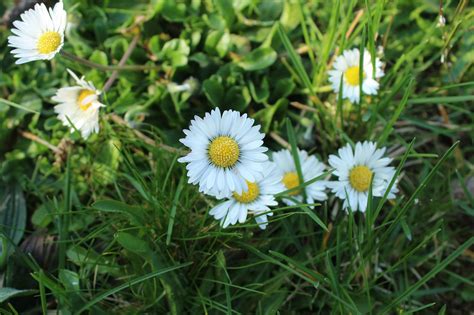 Flores Silvestres Amarillo Foto Gratis En Pixabay Pixabay