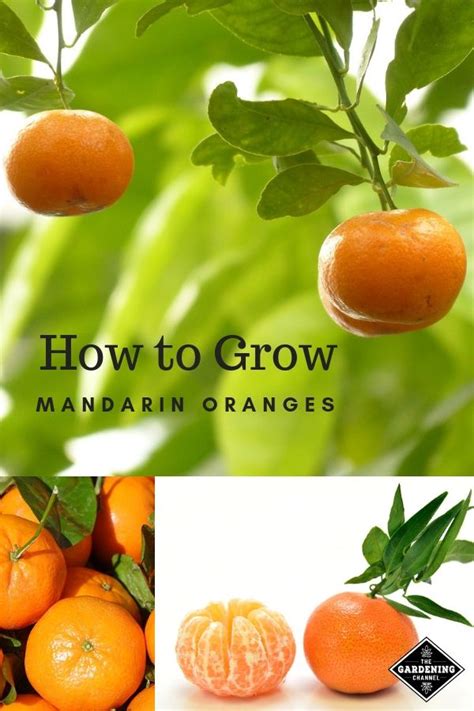 Learn How To Grow Your Own Mandarin Trees Mandarins Have Many