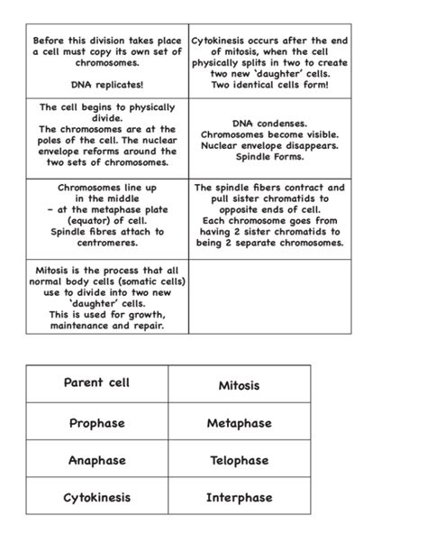 The Cell Cycle And Mitosis Worksheet Answer Key Printable Calendars