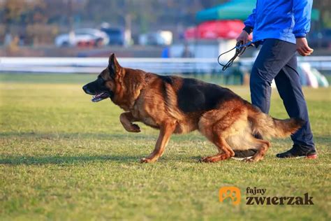 Tresura Owczarka Niemieckiego Krok Po Kroku Poradnik Praktyczny