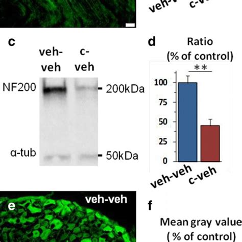Assessment of protein NF200 immunoreactivity (a, b, e, f) and ...