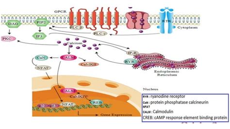 Signal Transduction Calcium Signaling Ppt