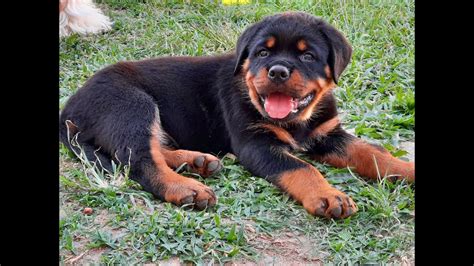 Meu Filhote De Rottweiler 60 Dias Setembro 2020 YouTube