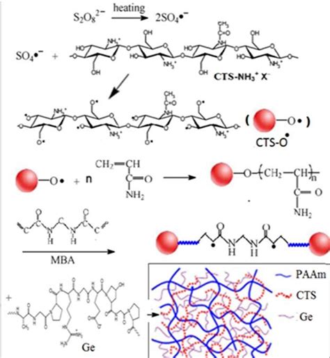 Proposed Mechanistic Pathway For The Synthesis Of Cts Gpaam Ge