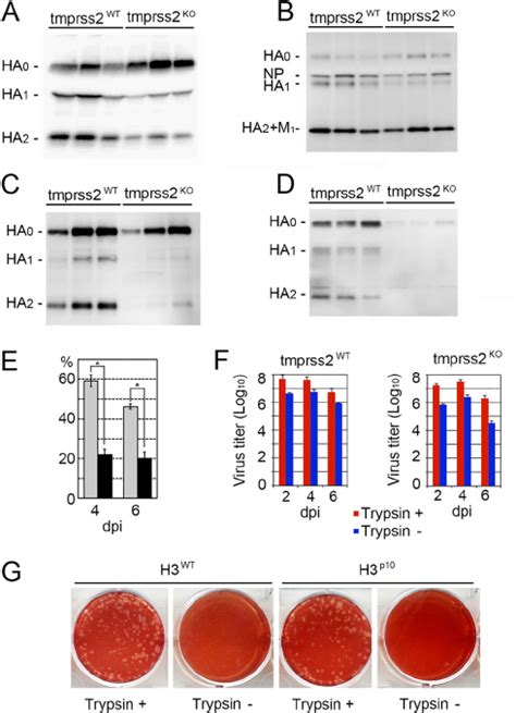 Acquisition Of A Single Amino Acid Substitution In The Ha Protein Of