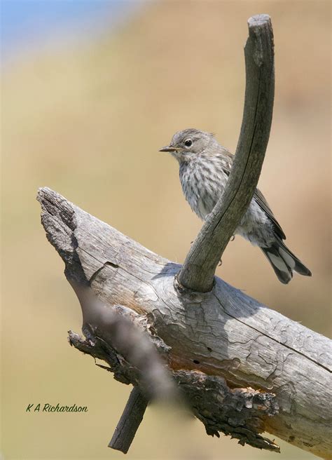 Juvenile Yellow Rumped Warbler Setophaga Coronata Flickr