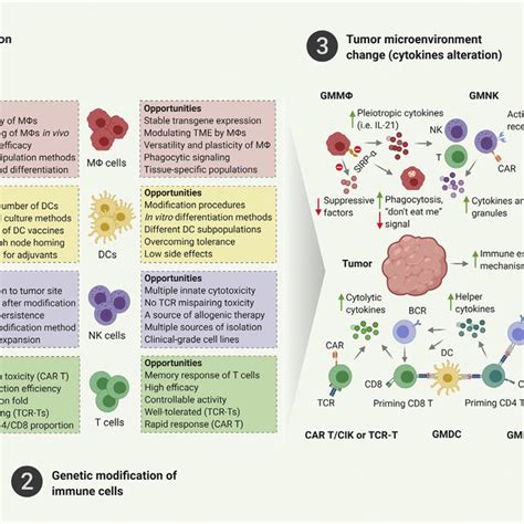 Tumor Antigen Presentation In Tumor Site Interactions Between