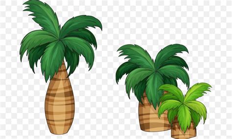 Arecaceae Royalty Free Illustration Png X Px Arecaceae