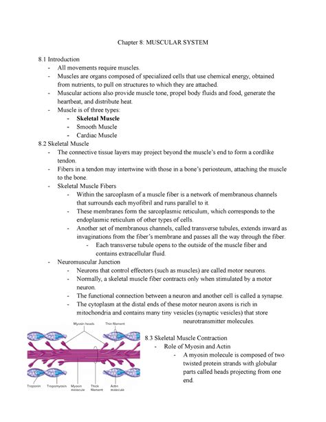 Chapter 8 Muscular System Chapter 8 Muscular System 8 Introduction All Movements Require